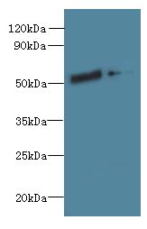 FAM124B Antibody - Western blot. All lanes: FAM124B antibody at 12 ug/ml. Lane 1: HeLa whole cell lysate. Lane 2: K562 whole cell lysate. Secondary Goat polyclonal to Rabbit IgG at 1:10000 dilution. Predicted band size: 51 kDa. Observed band size: 51 kDa.