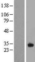 FAM125A Protein - Western validation with an anti-DDK antibody * L: Control HEK293 lysate R: Over-expression lysate