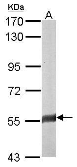 FAM126A / HCC Antibody - Sample (50 ug of whole cell lysate). A: mouse brain. 7.5% SDS PAGE. FAM126A / HCC antibody diluted at 1:3000.
