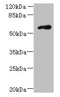 FAM126B Antibody - Western blot All lanes: FAM126B antibody at 7µg/ml + A431 whole cell lysate Secondary Goat polyclonal to rabbit IgG at 1/10000 dilution Predicted band size: 59 kDa Observed band size: 59 kDa