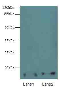 FAM127A Antibody - Western blot. All lanes: FAM127A antibody at 8 ug/ml. Lane 1: U251 whole cell lysate. Lane 2: PBMC whole cell lysate. Secondary Goat polyclonal to Rabbit IgG at 1:10000 dilution. Predicted band size: 13 kDa. Observed band size: 13 kDa.