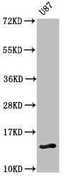 FAM127A Antibody - Western Blot Positive WB detected in: U87 whole cell lysate All lanes: FAM127A antibody at 3µg/ml Secondary Goat polyclonal to rabbit IgG at 1/50000 dilution Predicted band size: 14 kDa Observed band size: 14 kDa