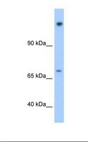 FAM129A / NIBAN Antibody - Transfected 293T cell lysate. Antibody concentration: 1.25 ug/ml. Gel concentration: 8%.  This image was taken for the unconjugated form of this product. Other forms have not been tested.