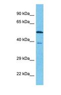 FAM131B Antibody - Western blot of FAM131B Antibody with human 721_B Whole Cell lysate.  This image was taken for the unconjugated form of this product. Other forms have not been tested.