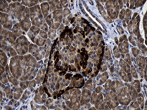 FAM131C Antibody - Immunohistochemical staining of paraffin-embedded Human pancreas tissue within the normal limits using anti-FAM131C mouse monoclonal antibody. (Heat-induced epitope retrieval by 1mM EDTA in 10mM Tris buffer. (pH8.5) at 120°C for 3 min. (1:500)