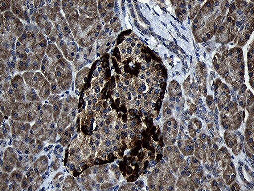 FAM131C Antibody - Immunohistochemical staining of paraffin-embedded Human pancreas tissue within the normal limits using anti-FAM131C mouse monoclonal antibody. (Heat-induced epitope retrieval by 1mM EDTA in 10mM Tris buffer. (pH8.5) at 120°C for 3 min. (1:500)