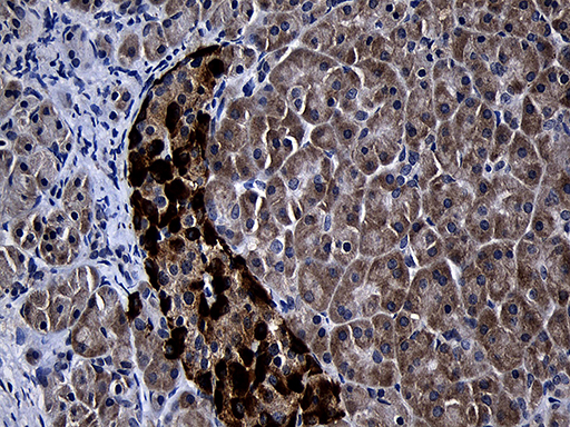 FAM131C Antibody - Immunohistochemical staining of paraffin-embedded Human pancreas tissue within the normal limits using anti-FAM131C mouse monoclonal antibody. (Heat-induced epitope retrieval by 1mM EDTA in 10mM Tris buffer. (pH8.5) at 120°C for 3 min. (1:500)