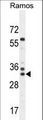 FAM133A Antibody - FAM133A Antibody western blot of Ramos cell line lysates (35 ug/lane). The FAM133A antibody detected the FAM133A protein (arrow).