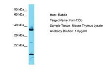 FAM133B Antibody -  This image was taken for the unconjugated form of this product. Other forms have not been tested.
