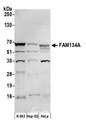 FAM134A Antibody - Detection of human FAM134A by western blot. Samples: Whole cell lysate (50 µg) from K-562, Hep-G2, and HeLa cells prepared using NETN lysis buffer. Antibody: Affinity purified rabbit anti-FAM134A antibody used for WB at 1:1000. Detection: Chemiluminescence with an exposure time of 30 seconds.