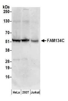 FAM134C Antibody - Detection of human FAM134C by western blot. Samples: Whole cell lysate (50 µg) from HeLa, HEK293T, and Jurkat cells prepared using NETN lysis buffer. Antibodies: Affinity purified rabbit anti-FAM134C antibody used for WB at 0.1 µg/ml. Detection: Chemiluminescence with an exposure time of 30 seconds.