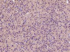 FAM136A Antibody - Immunochemical staining FAM136A in cynomolgus pancreas with rabbit polyclonal antibody at 1:100 dilution, formalin-fixed paraffin embedded sections.