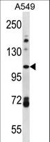 FAM13B Antibody - FA13B Antibody western blot of A549 cell line lysates (35 ug/lane). The FA13B antibody detected the FA13B protein (arrow).