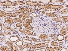 FAM149A Antibody - Immunochemical staining of human FAM149A in human kidney with rabbit polyclonal antibody at 1:100 dilution, formalin-fixed paraffin embedded sections.