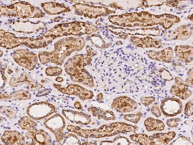 FAM149A Antibody - Immunochemical staining of human FAM149A in human kidney with rabbit polyclonal antibody at 1:100 dilution, formalin-fixed paraffin embedded sections.