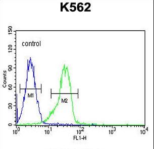 FAM155A Antibody - FAM155A Antibody flow cytometry of K562 cells (right histogram) compared to a negative control cell (left histogram). FITC-conjugated goat-anti-rabbit secondary antibodies were used for the analysis.