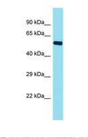 FAM155B / TMEM28 Antibody - Western blot of 293T. FAM155B antibody dilution 1.0 ug/ml.  This image was taken for the unconjugated form of this product. Other forms have not been tested.
