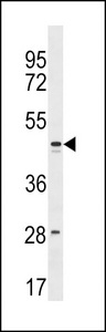 FAM155B / TMEM28 Antibody - FAM155B Antibody western blot of 293 cell line lysates (35 ug/lane). The FAM155B Antibody detected the FAM155B protein (arrow).