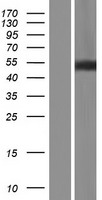 FAM155B / TMEM28 Protein - Western validation with an anti-DDK antibody * L: Control HEK293 lysate R: Over-expression lysate