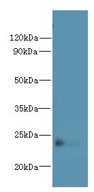 FAM156A / TMEM29 Antibody - Western blot. All lanes: FAM156A antibody at 5 ug/ml+ Mouse heart tissue Goat polyclonal to rabbit at 1:10000 dilution. Predicted band size: 24 kDa. Observed band size: 24 kDa.