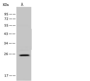 FAM156A / TMEM29 Antibody - Anti-FAM156A rabbit polyclonal antibody at 1:500 dilution. Lane A: U-251 MG Whole Cell Lysate. Lysates/proteins at 30 ug per lane. Secondary: Goat Anti-Rabbit IgG (H+L)/HRP at 1/10000 dilution. Developed using the ECL technique. Performed under reducing conditions. Predicted band size: 24 kDa. Observed band size: 24 kDa.