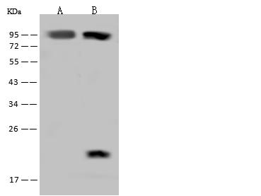 FAM160B2 / RAI16 Antibody - Anti-FAM160B2 rabbit polyclonal antibody at 1:500 dilution. Lane A: U-251 MG Whole Cell Lysate. Lysates/proteins at 30 ug per lane. Secondary: Goat Anti-Rabbit IgG (H+L)/HRP at 1/10000 dilution. Developed using the ECL technique. Performed under reducing conditions. Predicted band size: 82 kDa. Observed band size: 90 kDa.