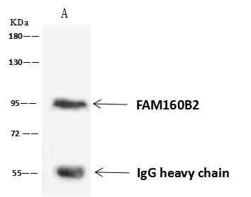 FAM160B2 / RAI16 Antibody - FAM160B2 was immunoprecipitated using: Lane A: 0.5 mg U-251 MG Whole Cell Lysate. 4 uL anti-FAM160B2 rabbit polyclonal antibody and 60 ug of Immunomagnetic beads Protein A/G. Primary antibody: Anti-FAM160B2 rabbit polyclonal antibody, at 1:100 dilution. Secondary antibody: Goat Anti-Rabbit IgG (H+L)/HRP at 1/10000 dilution. Developed using the ECL technique. Performed under reducing conditions. Predicted band size: 82 kDa. Observed band size: 95 kDa.