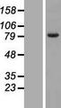 FAM161B Protein - Western validation with an anti-DDK antibody * L: Control HEK293 lysate R: Over-expression lysate
