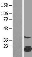 FAM162A / C3orf28 Protein - Western validation with an anti-DDK antibody * L: Control HEK293 lysate R: Over-expression lysate