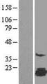 FAM162A / C3orf28 Protein - Western validation with an anti-DDK antibody * L: Control HEK293 lysate R: Over-expression lysate