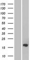 FAM162B Protein - Western validation with an anti-DDK antibody * L: Control HEK293 lysate R: Over-expression lysate