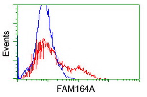 FAM164A / CGI-62 Antibody - HEK293T cells transfected with either overexpress plasmid (Red) or empty vector control plasmid (Blue) were immunostained by anti-FAM164A antibody, and then analyzed by flow cytometry.
