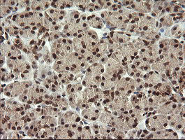 FAM164A / CGI-62 Antibody - IHC of paraffin-embedded Human pancreas tissue using anti-FAM164A mouse monoclonal antibody.