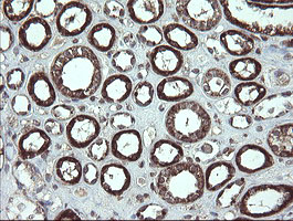 FAM164A / CGI-62 Antibody - IHC of paraffin-embedded Human Kidney tissue using anti-FAM164A mouse monoclonal antibody.
