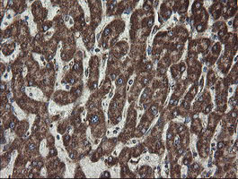 FAM164A / CGI-62 Antibody - IHC of paraffin-embedded Human liver tissue using anti-FAM164A mouse monoclonal antibody.