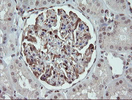 FAM164A / CGI-62 Antibody - IHC of paraffin-embedded Human Kidney tissue using anti-FAM164A mouse monoclonal antibody.
