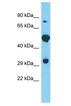 FAM166B Antibody - FAM166B antibody Western Blot of 293T. Antibody dilution: 1 ug/ml.  This image was taken for the unconjugated form of this product. Other forms have not been tested.