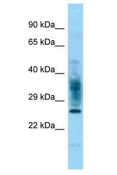 FAM167A Antibody - FAM167A antibody Western Blot of U937. Antibody dilution: 1 ug/ml.  This image was taken for the unconjugated form of this product. Other forms have not been tested.
