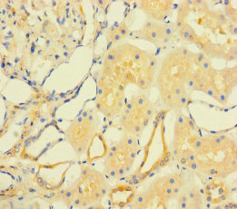 FAM167A Antibody - Immunohistochemistry of paraffin-embedded human kidney tissue using FAM167A Antibody at dilution of 1:100