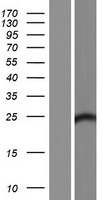 FAM168B Protein - Western validation with an anti-DDK antibody * L: Control HEK293 lysate R: Over-expression lysate