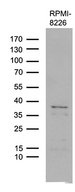 FAM170A Antibody - Western blot analysis of extracts. (35ug) from RPMI-8226 cell lines by using anti-FAM170A monoclonal antibody. (1:500)