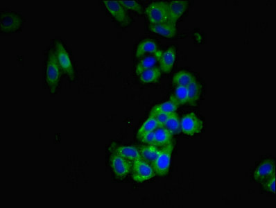 FAM171B Antibody - Immunofluorescent analysis of HepG2 cells using FAM171B Antibody at dilution of 1:100 and Alexa Fluor 488-congugated AffiniPure Goat Anti-Rabbit IgG(H+L)