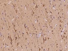 FAM171B Antibody - Immunochemical staining of human FAM171B in human brain with rabbit polyclonal antibody at 1:100 dilution, formalin-fixed paraffin embedded sections.
