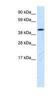 FAM172A Antibody - FAM172A antibody ARP37640_P050-XP_193728-1110033M05RIK Antibody Western blot of NIH/3T3 cell lysate.  This image was taken for the unconjugated form of this product. Other forms have not been tested.