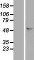 FAM172A Protein - Western validation with an anti-DDK antibody * L: Control HEK293 lysate R: Over-expression lysate
