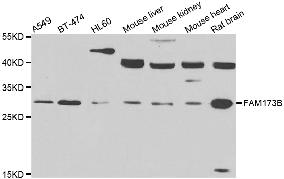 FAM173B Antibody - Western blot analysis of extracts of various cell lines.