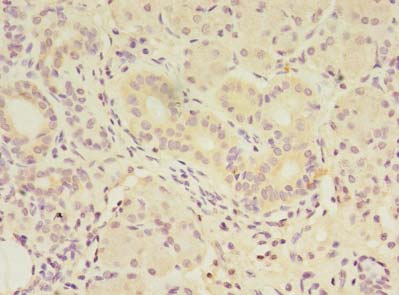 FAM174A Antibody - Immunohistochemistry of paraffin-embedded human pancreatic tissue using antibody at dilution of 1:100.