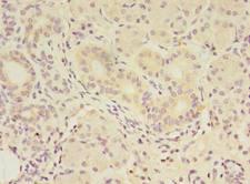 FAM174A Antibody - Immunohistochemistry of paraffin-embedded human pancreatic tissue using antibody at dilution of 1:100.