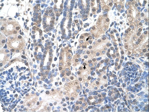 FAM174B Antibody - FAM174B antibody ARP42751_T100-NP_997329-LOC400451(hypothetical gene supported by AK075564; BC060873) Antibody was used in IHC to stain formalin-fixed, paraffin-embedded human kidney.  This image was taken for the unconjugated form of this product. Other forms have not been tested.