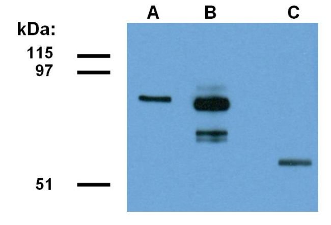 FAM175A / CCDC98 Antibody - ABRA1 Antibody in Western Blot (WB)